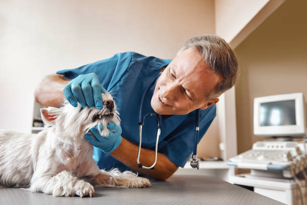 Best After-Hours Dental Trauma Care in Poquoson, VA